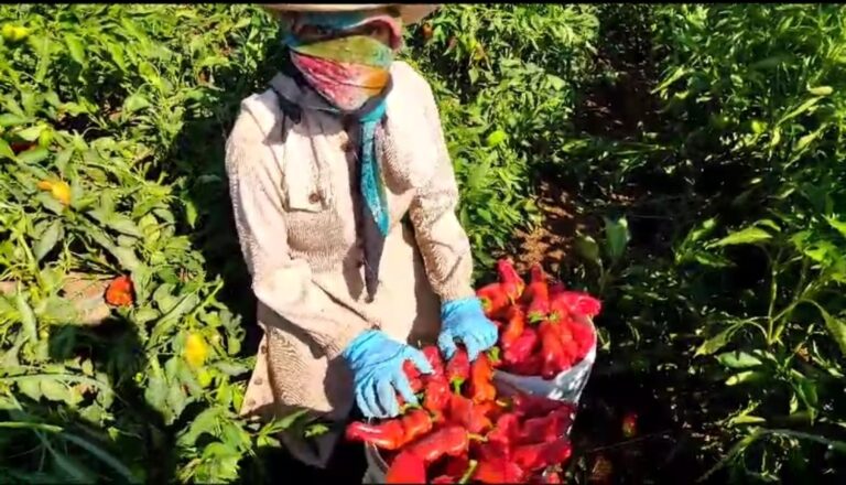 Şanlıurfa’da Üniversite öğrencisi Rabia 50 derece sıcakta tarlada hayalleri için çabalıyor