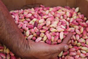 Şanlıurfa fıstığı görücüye çıktı