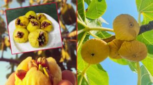 Şanlıurfa inciri tezgaha indi