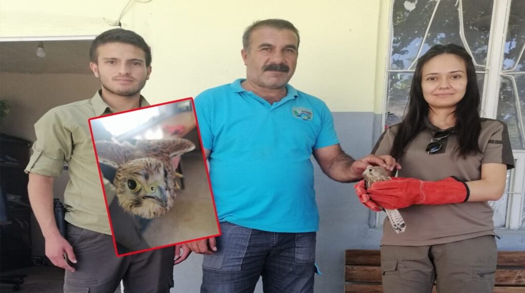 Şanlıurfa’da yaralı halde bulunan kerkenez tedaviye alındı