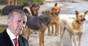 Cumhurbaşkanı Erdoğan’dan Başıboş köpek açıklaması