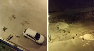 Şanlıurfa’da Mahalleli başı boş köpeklerin kimseye saldırmadan toplatılmasını istiyor