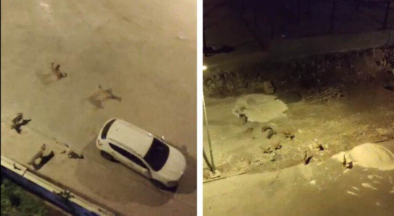 Şanlıurfa’da Mahalleli başı boş köpeklerin kimseye saldırmadan toplatılmasını istiyor