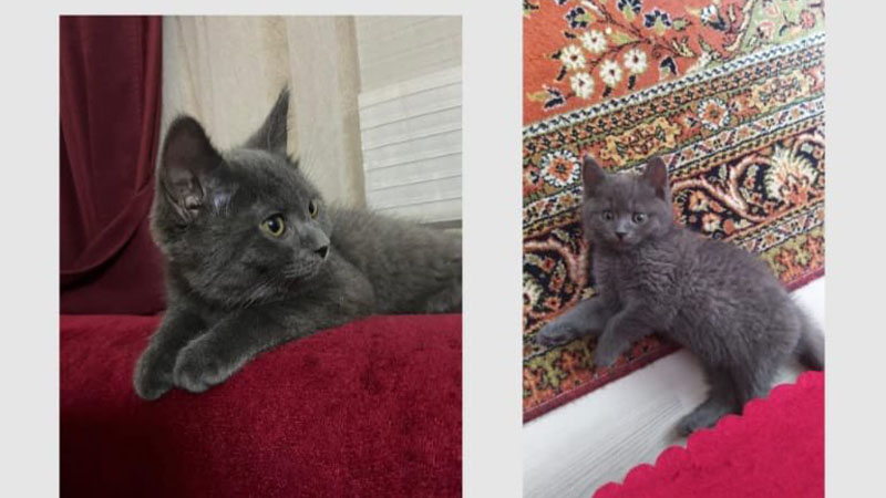 Şanlıurfa’da kayıp kedisi için ilan verdi!