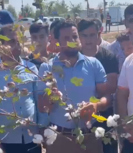 Ülkenin en önemli pamuk üretim merkezi olan Şanlıurfa’da çiftçiler isyanda