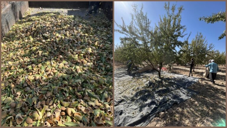 Şanlıurfa’da badem hasadı başladı