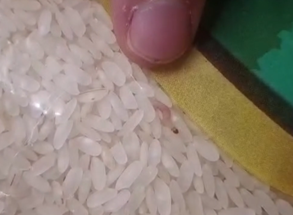 Şanlıurfa’da iğrenç görüntü: Kurtlu pirinç ele geçirildi