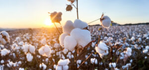Şanlıurfa’da arpa, buğday ve preseli pamuk kaç liradan alıcı buldu