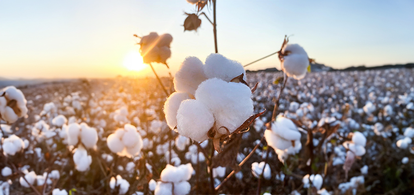 Şanlıurfa’da arpa, buğday ve preseli pamuk kaç liradan alıcı buldu