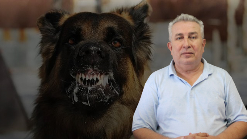 Şanlıurfa’da vakalar arttı Kuduz şüphesinde hayat kurtaran yöntem