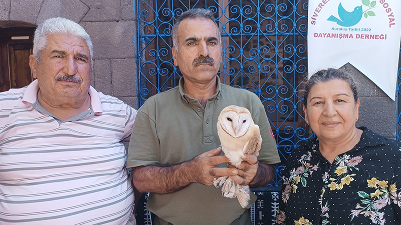Şanlıurfa’da yaralı olarak bulunan peçeli baykuş tedaviye alındı