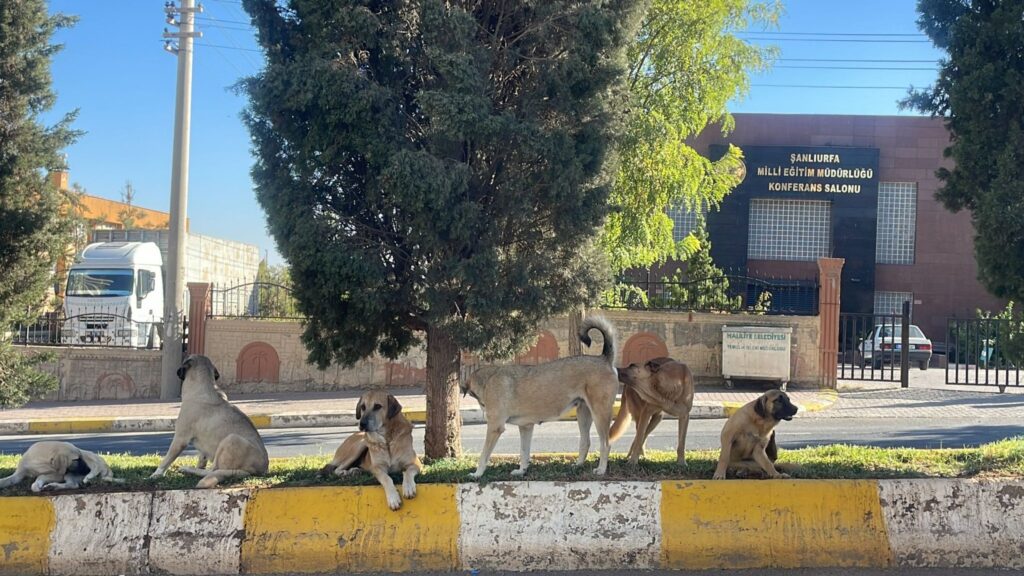 Şanlıurfa’daki öğrencilerin korkulu rüyası: Başıboş köpekler