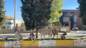 Şanlıurfa’daki öğrencilerin korkulu rüyası: Başıboş köpekler