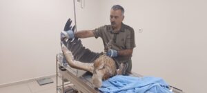 Yaralı halde bulunan kızıl akbaba Şanlıurfa’da tedavi altına alındı