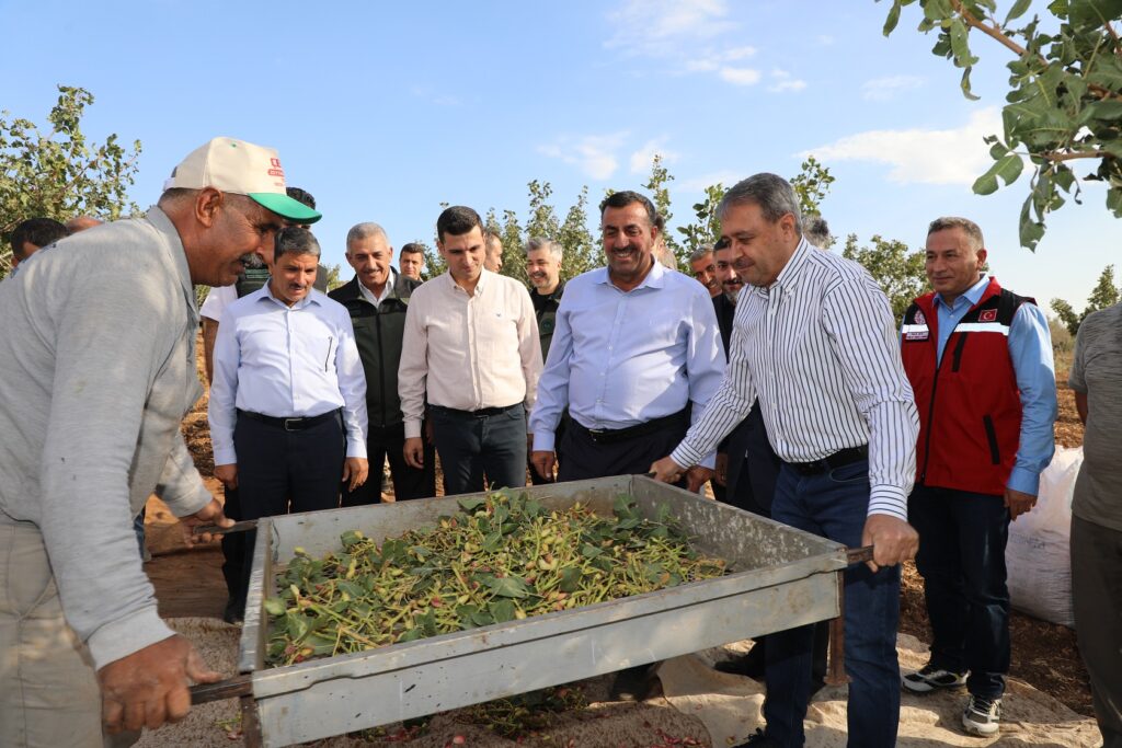 Fıstığın başkenti Şanlıurfa’da hasat heyecanı