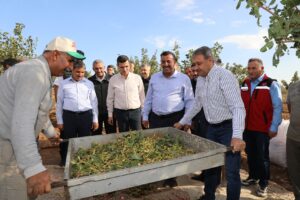 Fıstığın başkenti Şanlıurfa’da hasat heyecanı
