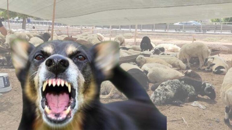 Şanlıurfa’da başıboş köpeklerin saldırısı sonucu 12 koyun telef oldu