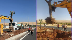 Şanlıurfa’da Kavşak yapımı nedeniyle sökülen ağaçların akıbeti belli oldu