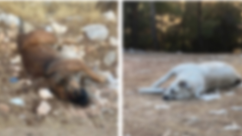 Şanlıurfa’da sokak köpekleri zehirlendi