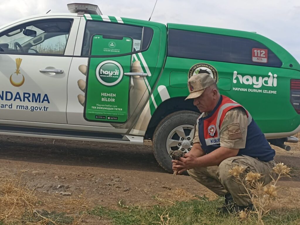 Siverek’te nesli tükenmekte olan Turaç Kuşu bulundu