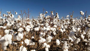 Şanlıurfa Ticaret Borsası’nda preseli pamuk fiyatları arttı