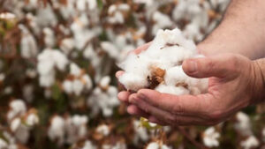 Şanlıurfa’da pamuk fiyatları yükselişte