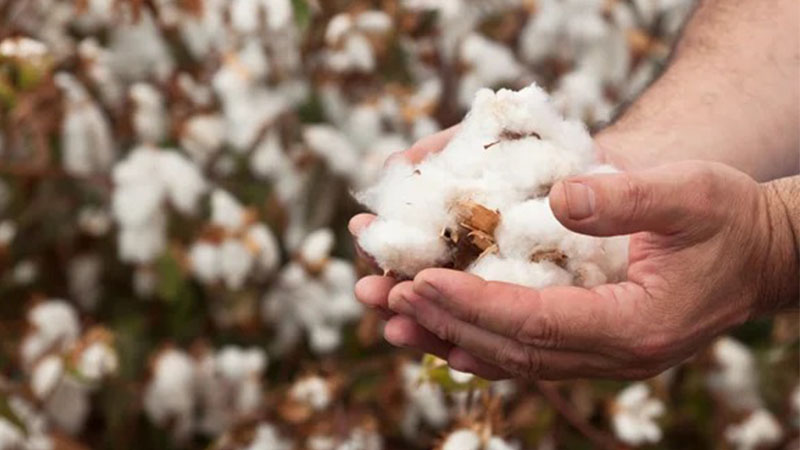 Şanlıurfa’da pamuk fiyatları yükselişte