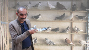 Şanlıurfa’da Güvercin fiyatları 2 milyon tl’ye kadar çıkıyor