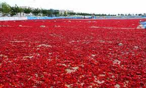Şanlıurfa’nın Sırrın Mahallesi, isot üretimiyle kent ekonomisine can katıyor