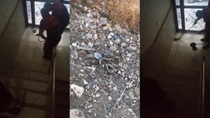 Şanlıurfa’da yılan yakalandı, doğal yaşam alanına bırakıldı