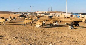 Şanlıurfa’da mera arazileri işgal altında