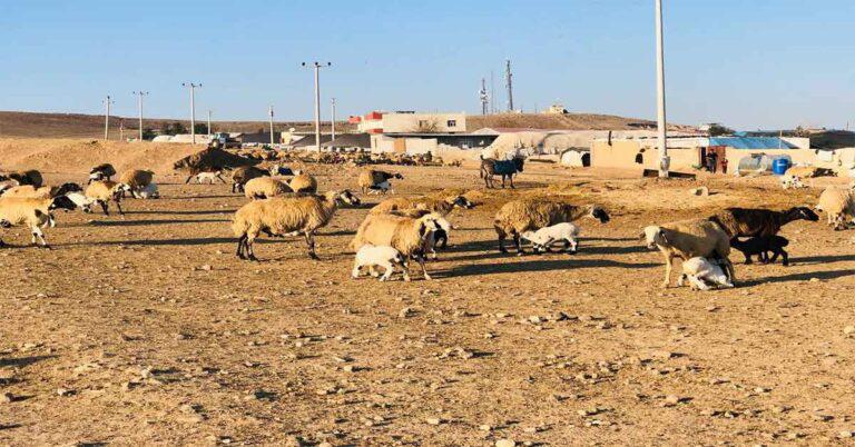 Şanlıurfa’da mera arazileri işgal altında