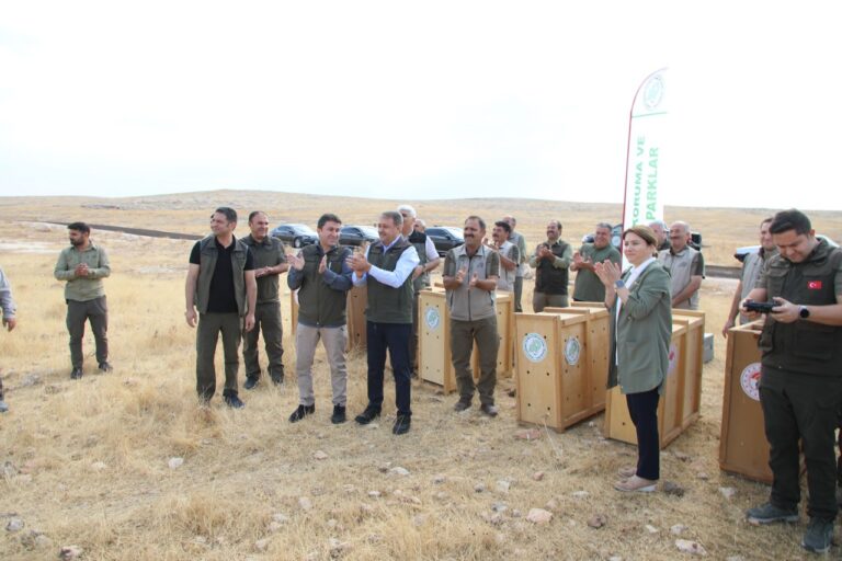 Şanlıurfa Valisi, 75. Yıl Ceylan Üretme İstasyonunda yetiştirilen ceylanları doğaya saldı