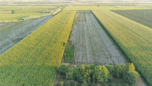 Tarım arazilerindeki intikali önlemek için yeni düzenleme