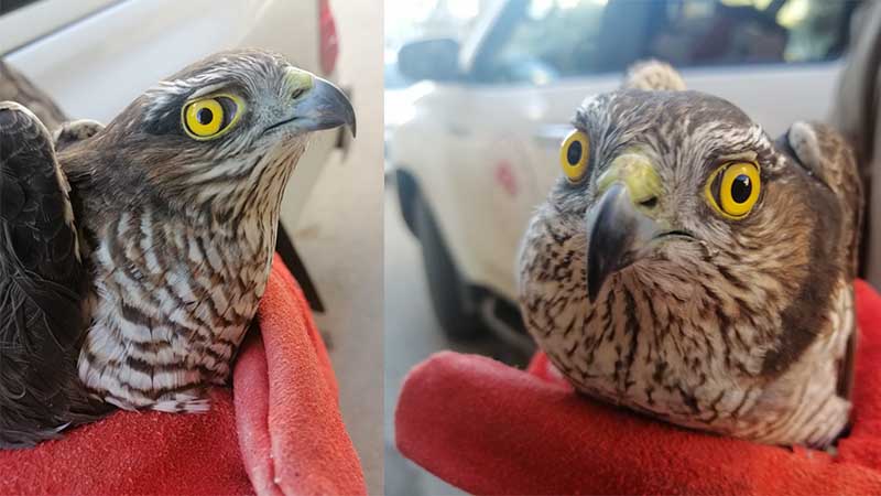 Şanlıurfa’da bitkin halde bulunan atmaca doğaya bırakıldı