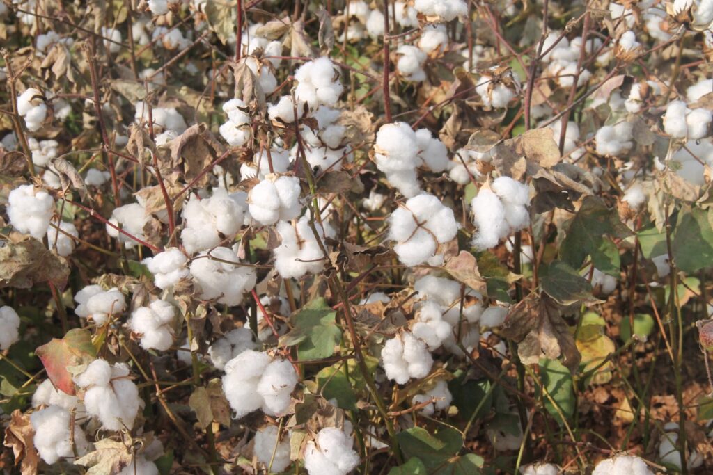 Şanlıurfa’da preseli pamuk fiyatlarında artış