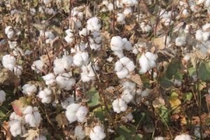 Şanlıurfa’da preseli pamuk fiyatlarında artış