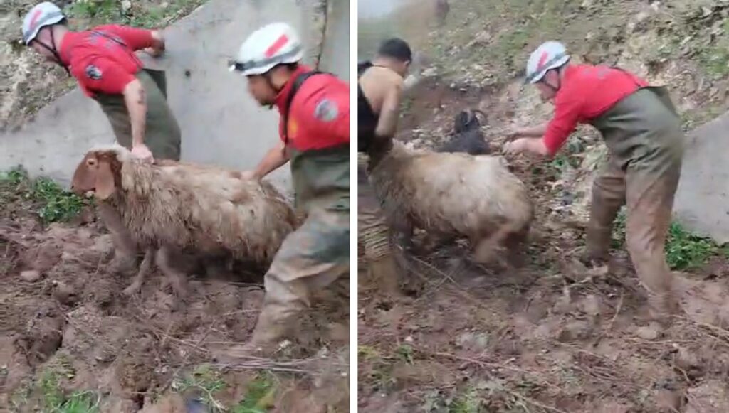 Şanlıurfa’da balçıkta mahsur kalan 10 küçükbaş hayvan kurtarıldı