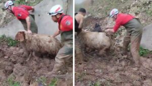 Şanlıurfa’da balçıkta mahsur kalan 10 küçükbaş hayvan kurtarıldı