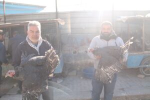 Şanlıurfa’da hindi fiyatları cep yakıyor