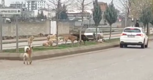 Şanlıurfa’da başıboş köpekler dehşeti sürüyor