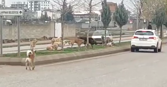 Şanlıurfa’da başıboş köpekler dehşeti sürüyor