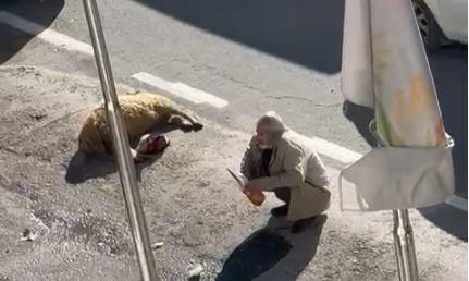 Şanlıurfa’da 19 küçükbaş hayvan telef oldu, çiftçi eylem yaptı