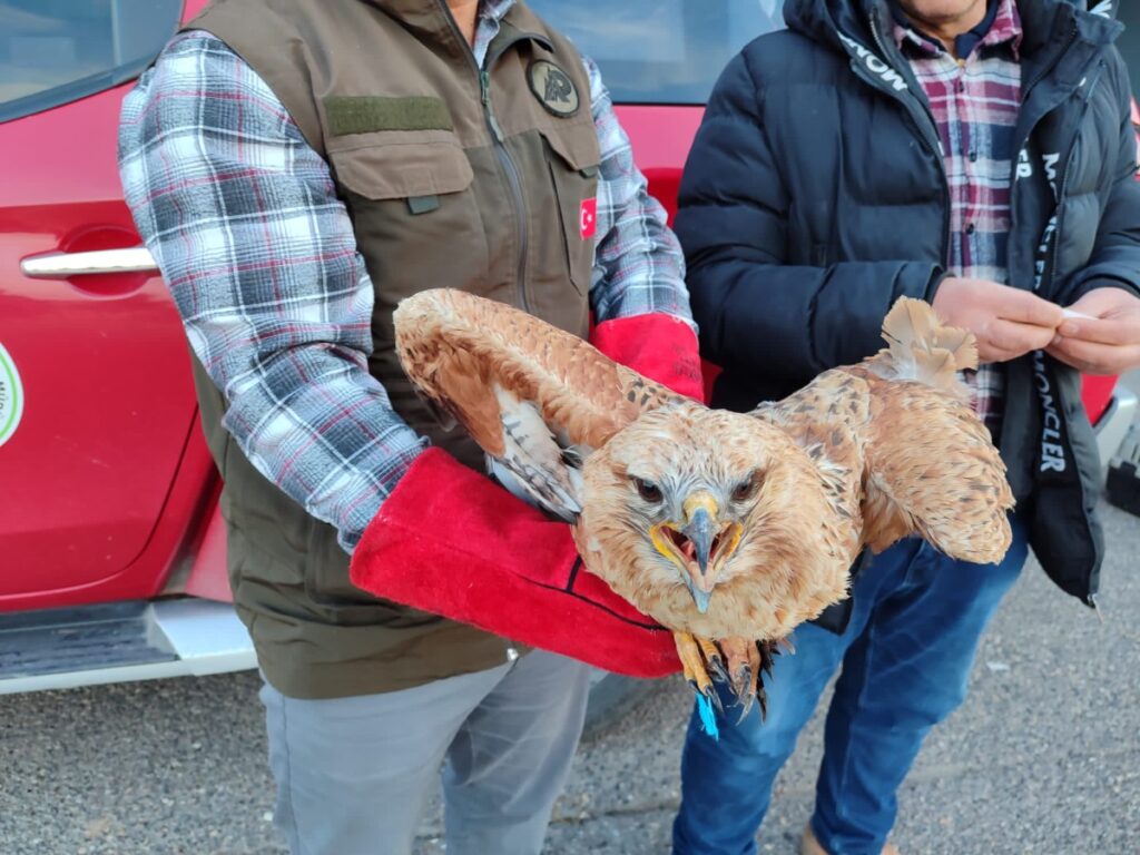 Şanlıurfa’da Kızıl şahin doğaya salındı