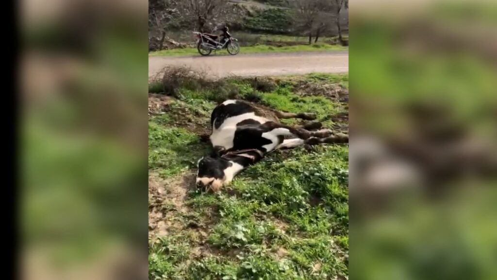 Şanlıurfa’da elektrik teli koptu büyükbaş hayvan telef oldu