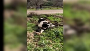 Şanlıurfa’da elektrik teli koptu büyükbaş hayvan telef oldu