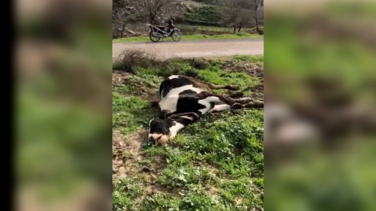 Şanlıurfa’da elektrik teli koptu büyükbaş hayvan telef oldu