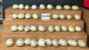 Şanlıurfa’da uyuşturucu operasyonu: 34 kilo skunk ele geçirildi, 1 kişi gözaltına alındı