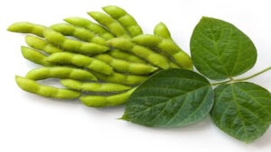 Şanlıurfa’da üreticilere yüzde 75 hibe destekli soya tohumu dağıtılacak