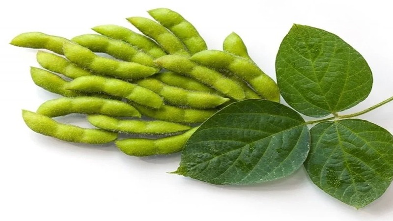 Şanlıurfa’da üreticilere yüzde 75 hibe destekli soya tohumu dağıtılacak